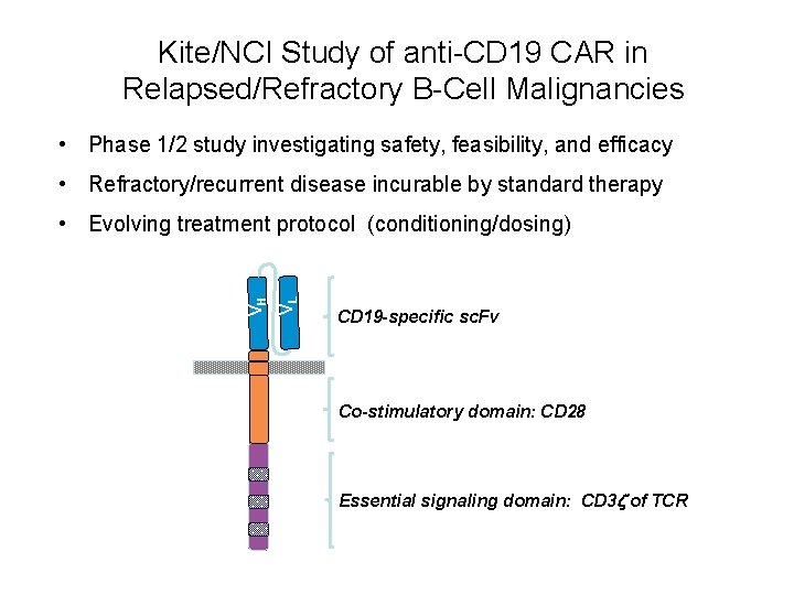 Kite/NCI Study of anti-CD 19 CAR in Relapsed/Refractory B-Cell Malignancies • Phase 1/2 study