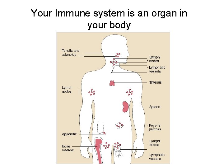 Your Immune system is an organ in your body 