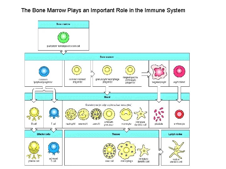 The Bone Marrow Plays an Important Role in the Immune System 