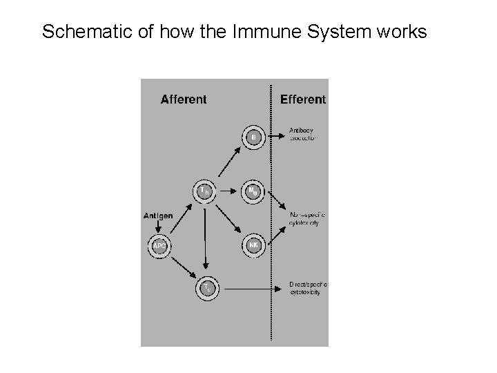 Schematic of how the Immune System works 