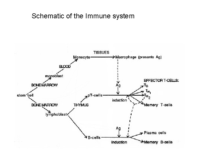 Schematic of the Immune system 