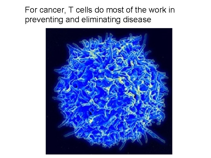 For cancer, T cells do most of the work in preventing and eliminating disease