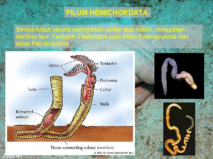 FILUM HEMICHORDATA Bentuk tubuh seperti cacing kecil, soliter atau koloni, merupakan benthos laut. Terdapat