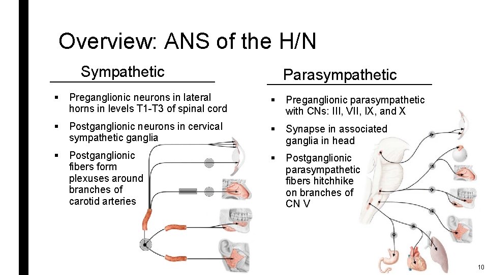 Overview: ANS of the H/N Sympathetic Parasympathetic § Preganglionic neurons in lateral horns in