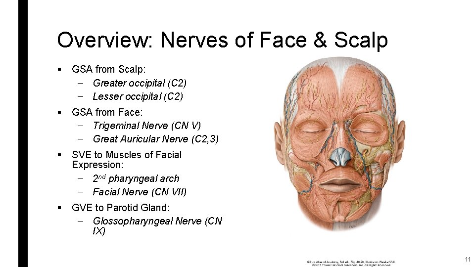 Overview: Nerves of Face & Scalp § GSA from Scalp: – Greater occipital (C