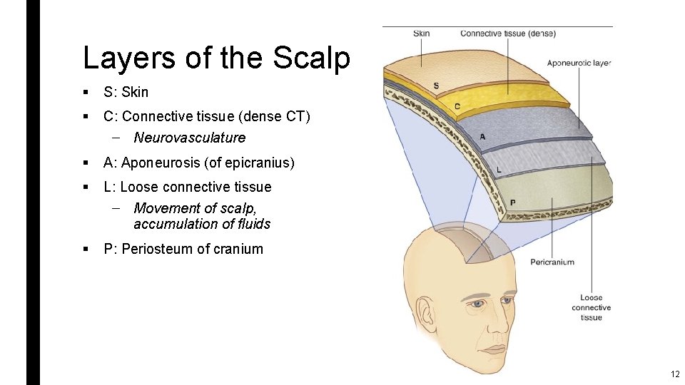 Layers of the Scalp § S: Skin § C: Connective tissue (dense CT) –