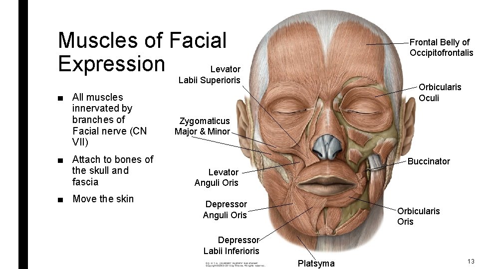 Muscles of Facial Expression Levator Frontal Belly of Occipitofrontalis Labii Superioris ■ All muscles