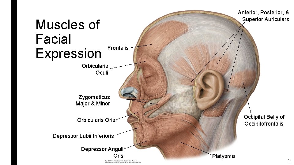 Muscles of Facial Expression Anterior, Posterior, & Superior Auriculars Frontalis Orbicularis Oculi Zygomaticus Major