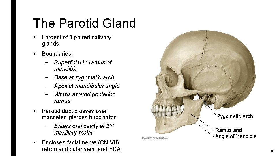 The Parotid Gland § Largest of 3 paired salivary glands § Boundaries: – Superficial
