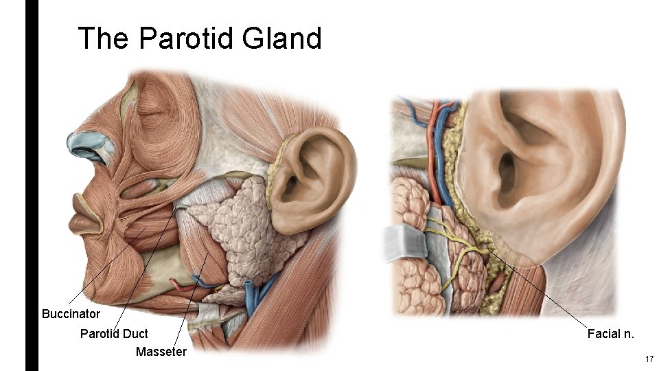 The Parotid Gland v Buccinator v Parotid Duct Masseter Facial n. 17 
