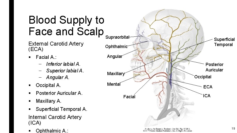 Blood Supply to Face and Scalp Supraorbital External Carotid Artery (ECA) Ophthalmic Facial A.