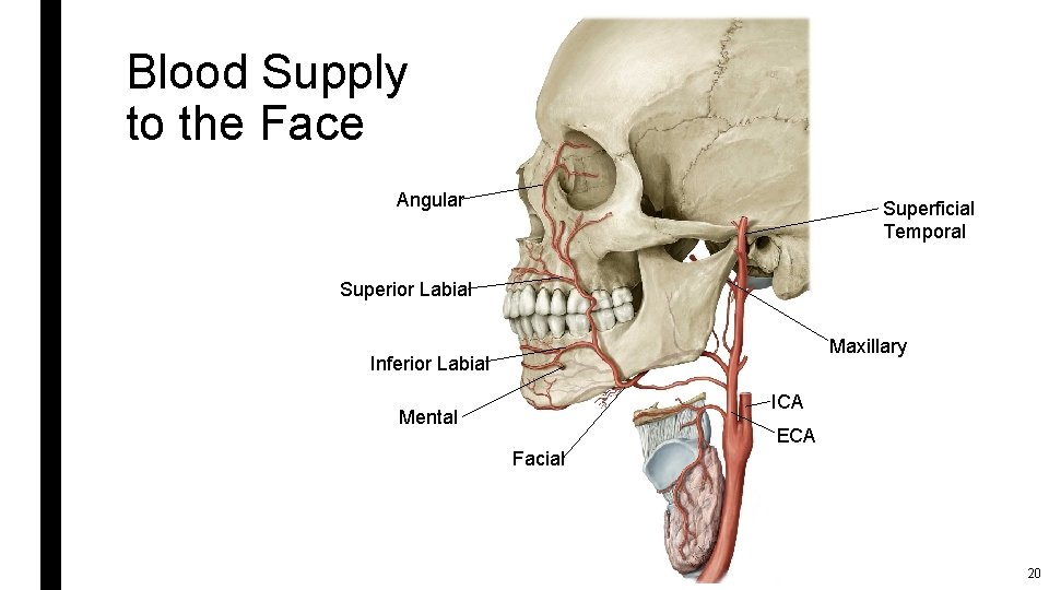 Blood Supply to the Face Angular Superficial Temporal Superior Labial Maxillary Inferior Labial ICA