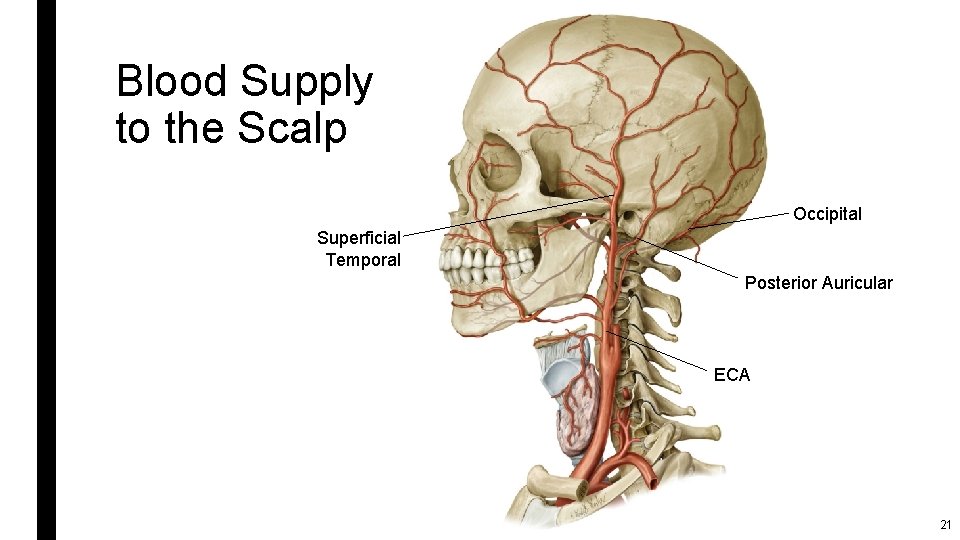 Blood Supply to the Scalp Occipital Superficial Temporal Posterior Auricular ECA 21 