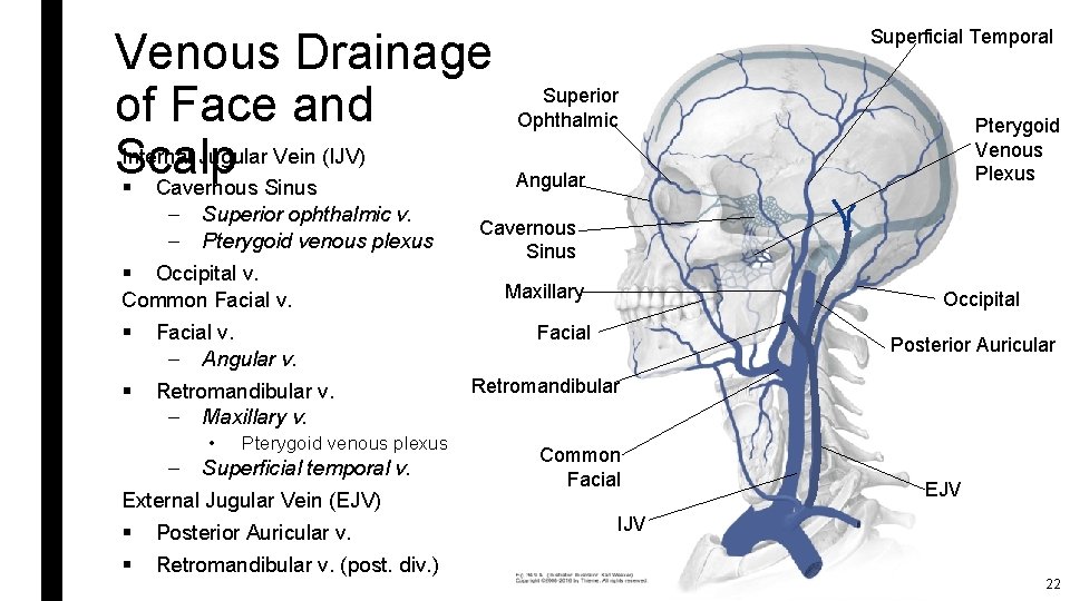 Venous Drainage of Face and Internal Jugular Vein (IJV) Scalp § Cavernous Sinus –