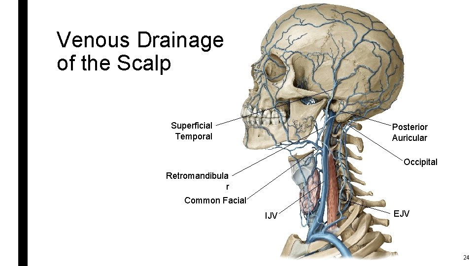 Venous Drainage of the Scalp Superficial Temporal Posterior Auricular Occipital Retromandibula r Common Facial