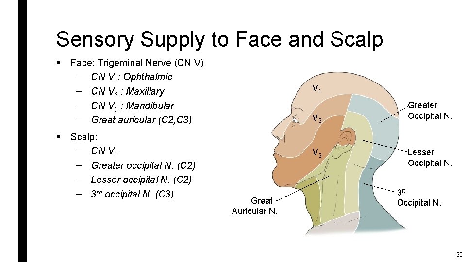 Sensory Supply to Face and Scalp § § Face: Trigeminal Nerve (CN V) –