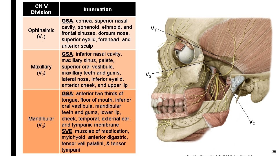 CN V Division Innervation Ophthalmic (V 1) GSA: cornea, superior nasal cavity, sphenoid, ethmoid,