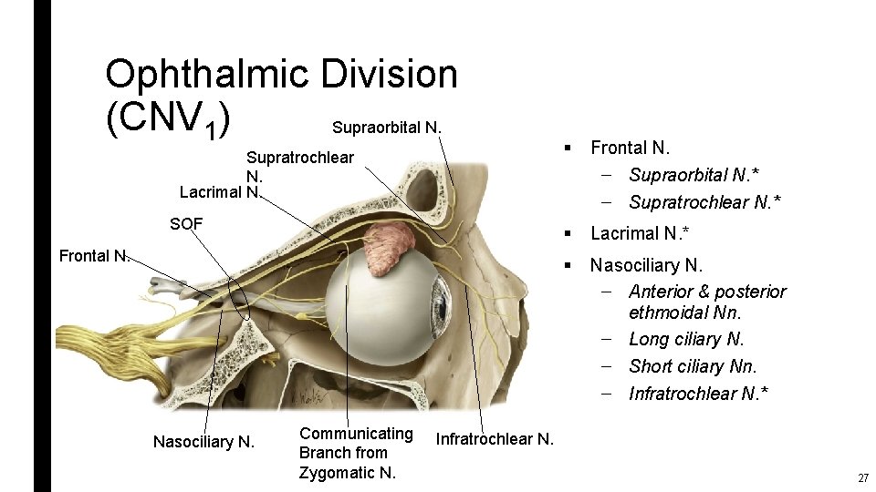 Ophthalmic Division (CNV 1) Supraorbital N. Supratrochlear N. Lacrimal N. SOF Frontal N. Nasociliary