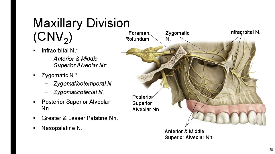 Maxillary Division Foramen (CNV 2) Rotundum § Infraorbital N. * – Anterior & Middle