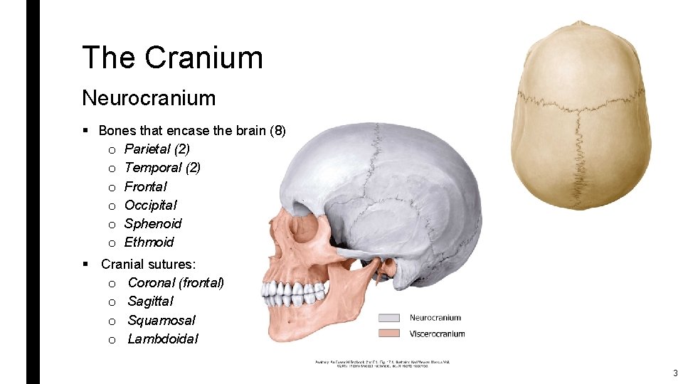 The Cranium Neurocranium § Bones that encase the brain (8) o Parietal (2) o