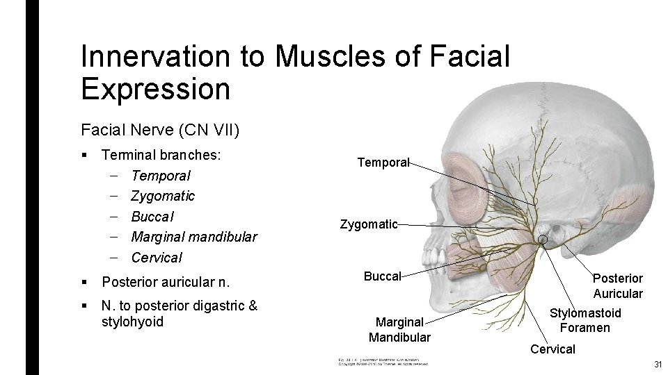 Innervation to Muscles of Facial Expression Facial Nerve (CN VII) § Terminal branches: –