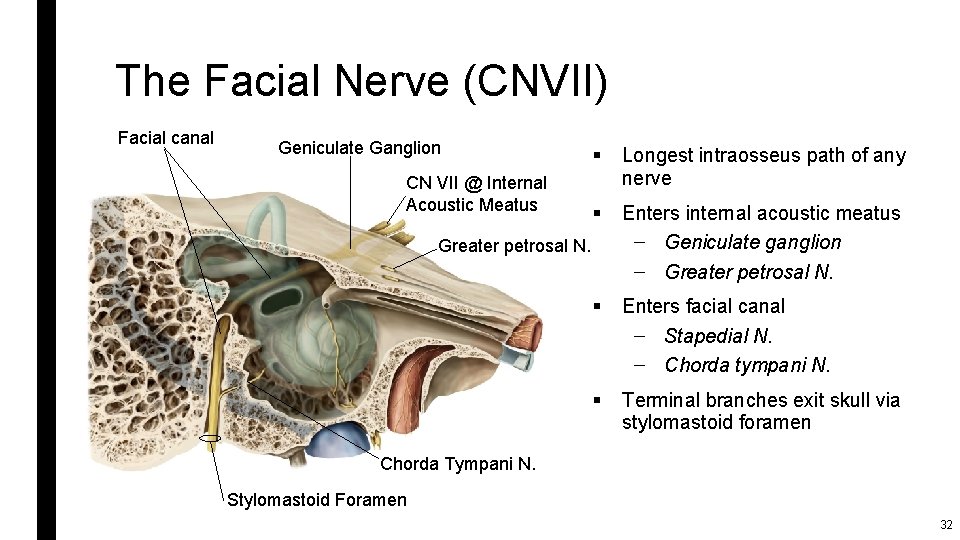 The Facial Nerve (CNVII) Facial canal Geniculate Ganglion CN VII @ Internal Acoustic Meatus