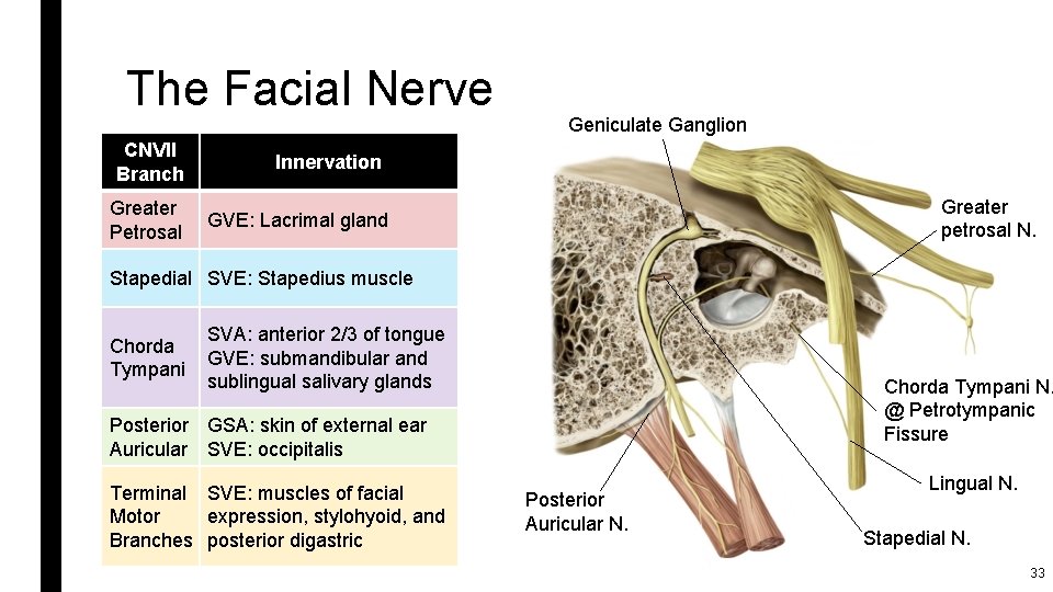 The Facial Nerve CNVII Branch Greater Petrosal Geniculate Ganglion Innervation Greater petrosal N. GVE: