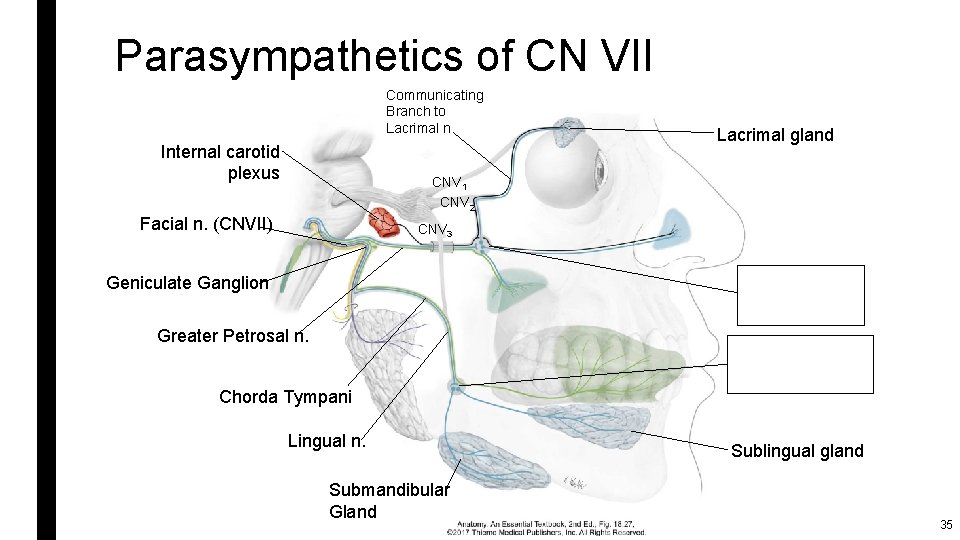 Parasympathetics of CN VII Communicating Branch to Lacrimal n. Internal carotid plexus Lacrimal gland