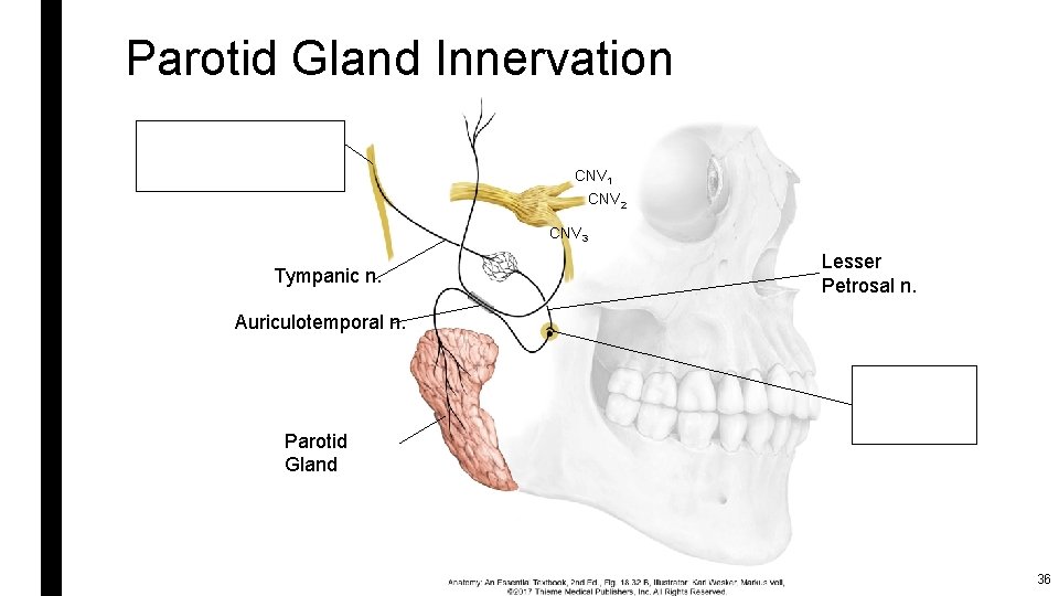 Parotid Gland Innervation CNV 1 CNV 2 CNV 3 Tympanic n. Lesser Petrosal n.