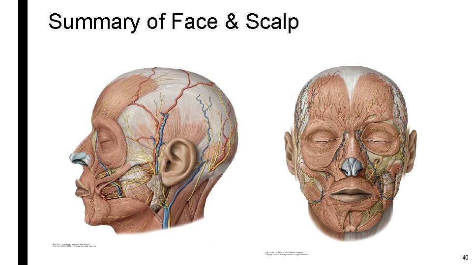 Summary of Face & Scalp 40 