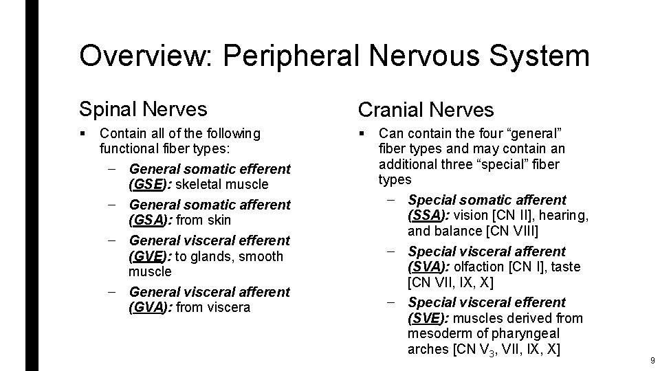 Overview: Peripheral Nervous System Spinal Nerves Cranial Nerves § § Contain all of the