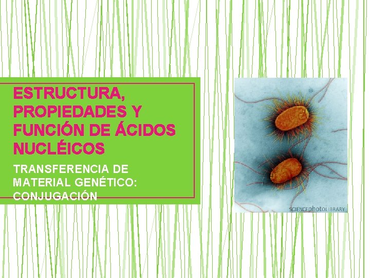 ESTRUCTURA, PROPIEDADES Y FUNCIÓN DE ÁCIDOS NUCLÉICOS TRANSFERENCIA DE MATERIAL GENÉTICO: CONJUGACIÓN 