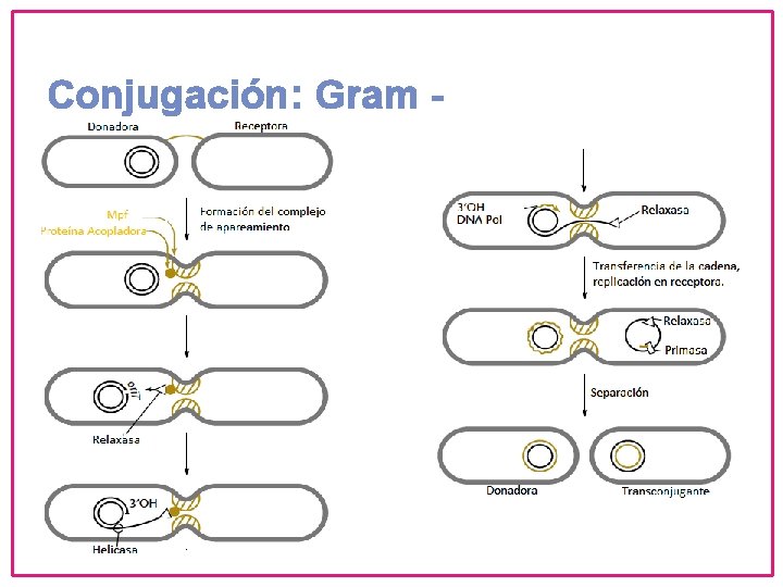 Conjugación: Gram - 