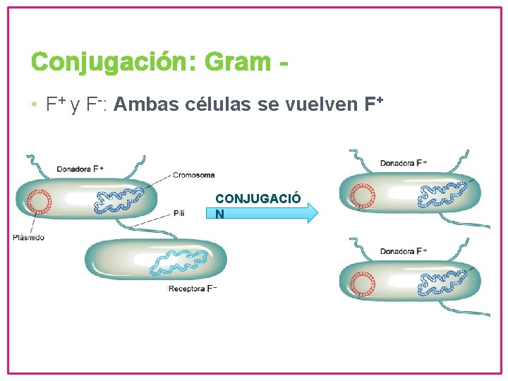 Conjugación: Gram • F+ y F-: Ambas células se vuelven F+ CONJUGACIÓ N 