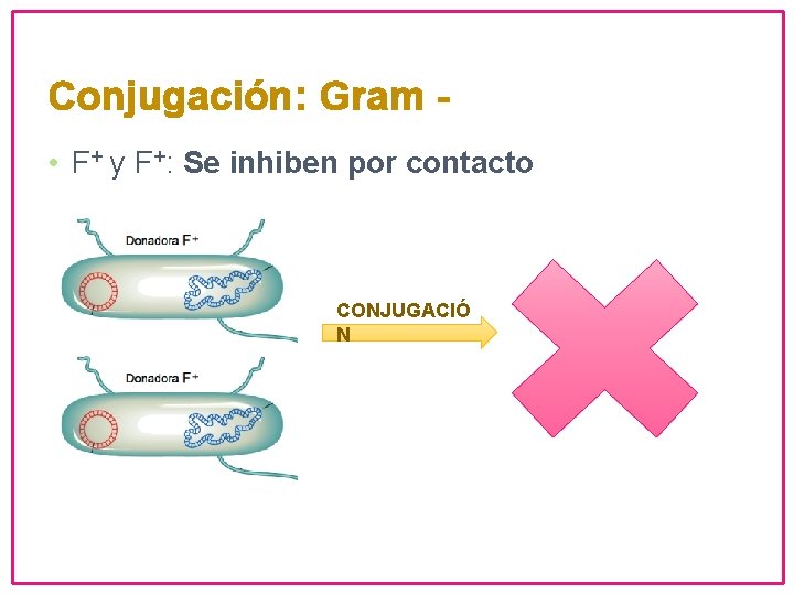 Conjugación: Gram • F+ y F+: Se inhiben por contacto CONJUGACIÓ N 
