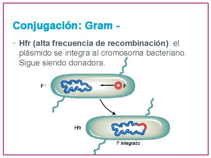 Conjugación: Gram • Hfr (alta frecuencia de recombinación): el plásmido se integra al cromosoma