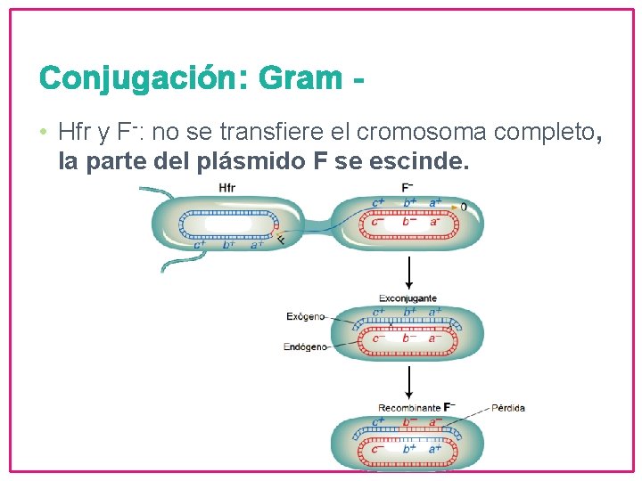 Conjugación: Gram • Hfr y F-: no se transfiere el cromosoma completo, la parte