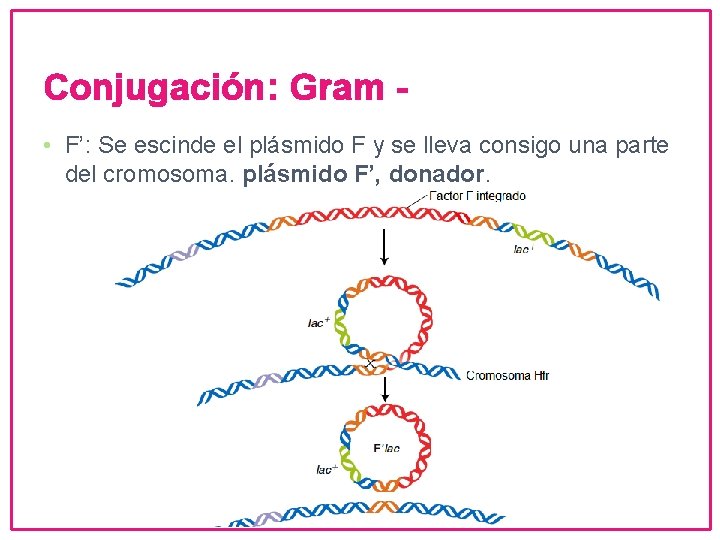 Conjugación: Gram • F’: Se escinde el plásmido F y se lleva consigo una