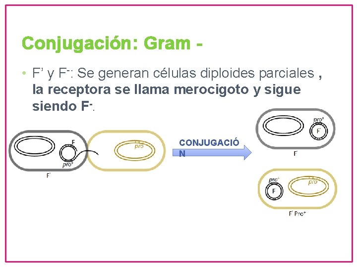 Conjugación: Gram • F’ y F-: Se generan células diploides parciales , la receptora