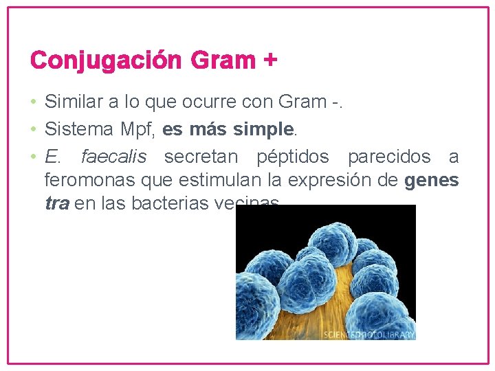 Conjugación Gram + • Similar a lo que ocurre con Gram -. • Sistema