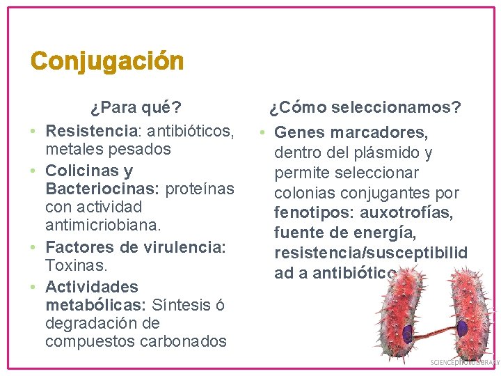 Conjugación • • ¿Para qué? Resistencia: antibióticos, metales pesados Colicinas y Bacteriocinas: proteínas con