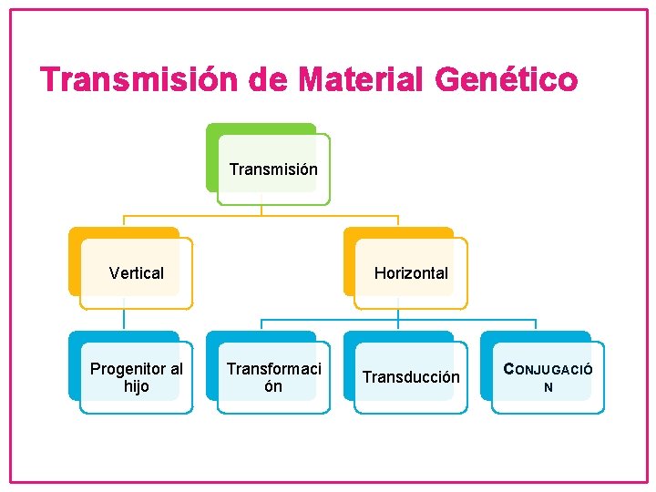 Transmisión de Material Genético Transmisión Vertical Progenitor al hijo Horizontal Transformaci ón Transducción CONJUGACIÓ