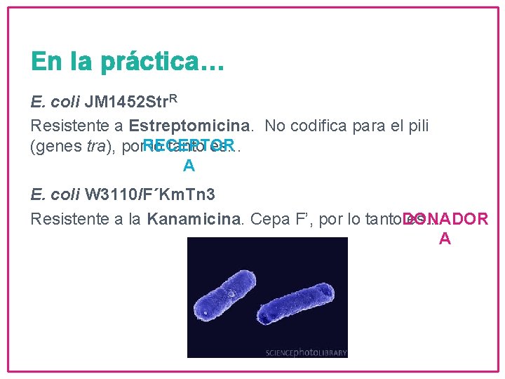 En la práctica… E. coli JM 1452 Str. R Resistente a Estreptomicina. No codifica