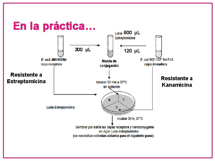 En la práctica… 300 µL Resistente a Estreptomicina 600 µL 120 µL Resistente a