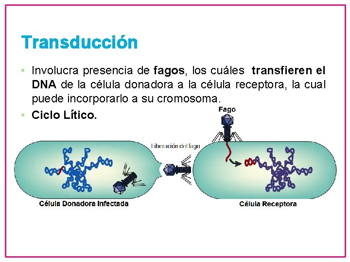 Transducción • Involucra presencia de fagos, los cuáles transfieren el DNA de la célula