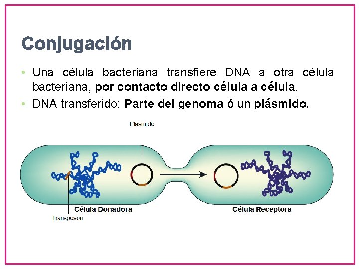 Conjugación • Una célula bacteriana transfiere DNA a otra célula bacteriana, por contacto directo