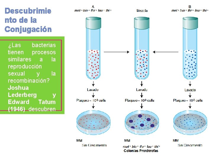 Descubrimie nto de la Conjugación ¿Las bacterias tienen procesos similares a la reproducción sexual