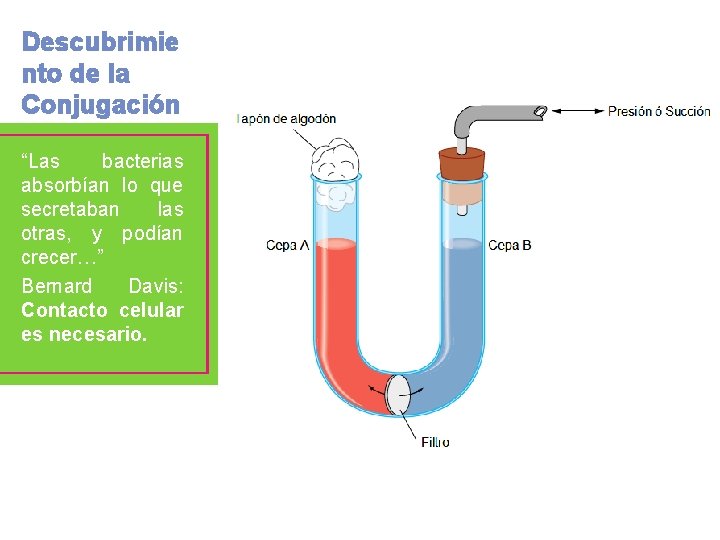 Descubrimie nto de la Conjugación “Las bacterias absorbían lo que secretaban las otras, y