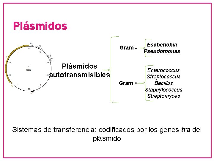 Plásmidos Gram - Escherichia Pseudomonas Gram + Enterococcus Streptococcus Bacillus Staphylococcus Streptomyces Plásmidos autotransmisibles