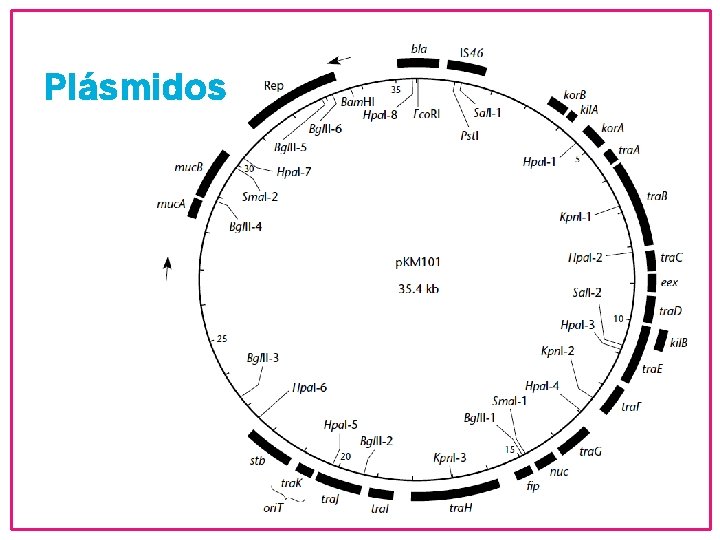 Plásmidos 